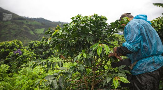 Sustainable coffee with Rainforest Alliance 